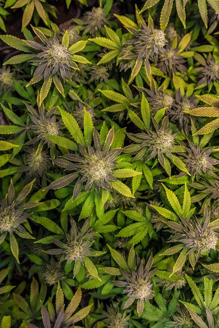 Comment consommer les fleurs CBD de manière optimale pour en tirer tous les bénéfices ?