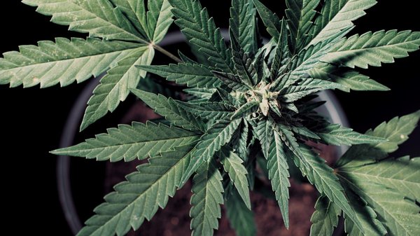 Faites des économies sur La Ferme du CBD grâce à des codes promo exclusifs !