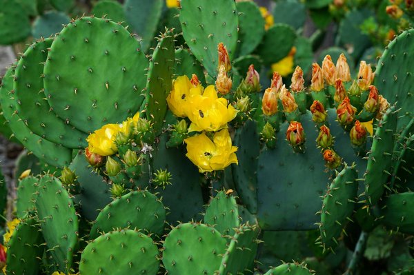Miel de cactus : comment reconnaître le vrai du faux ?