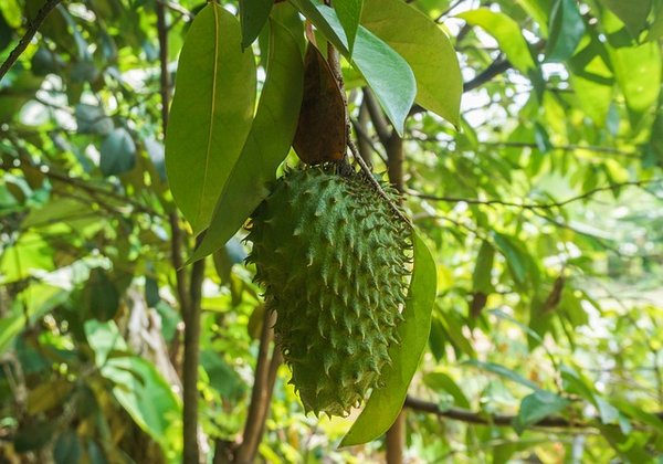 Que faut-il savoir des gélules de fruit de Graviola ou Corossol Bio ?
